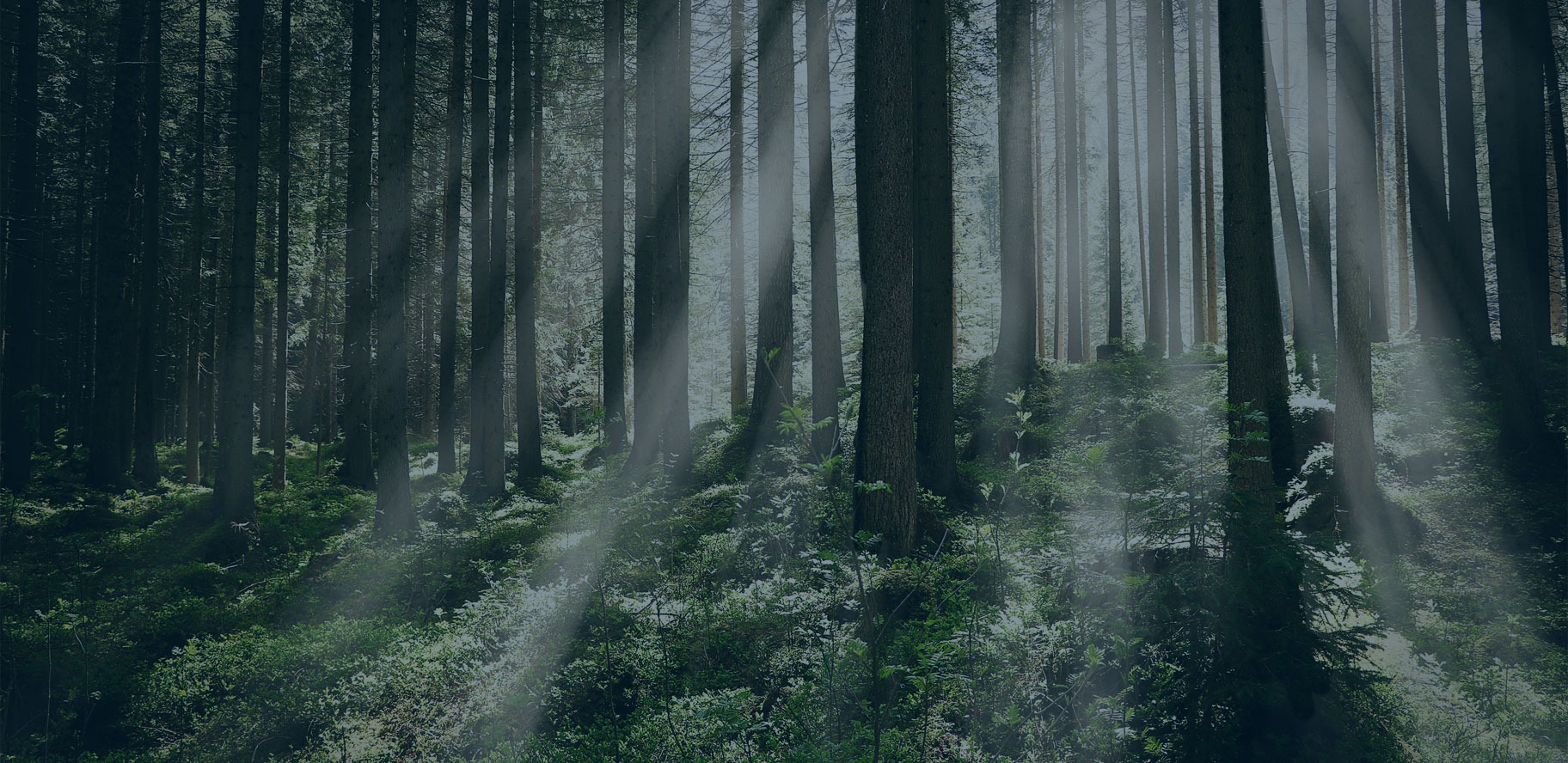 Nous pensons en vert